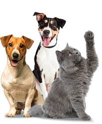 Tendências Pets
