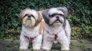 As doenças mais comuns do sistema respiratório em cachorros