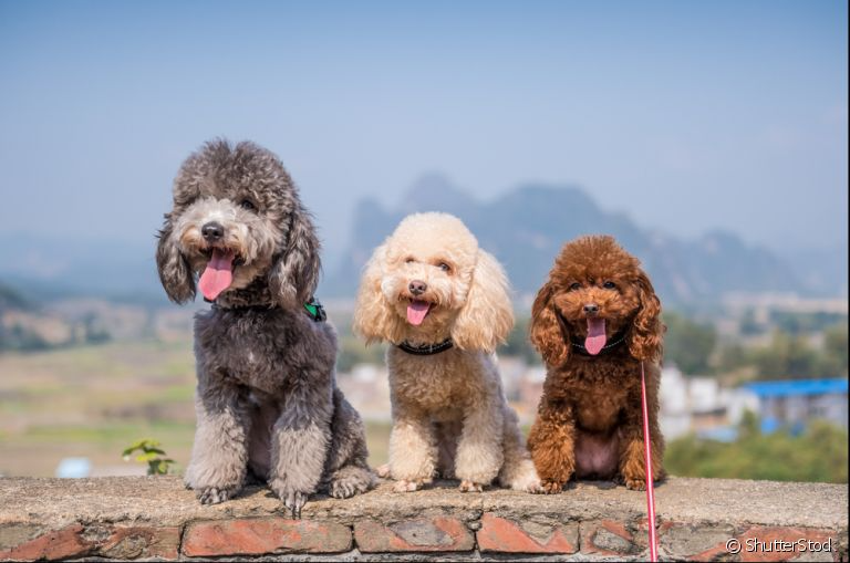 As principais doenças de pele em cachorros e como prevenir