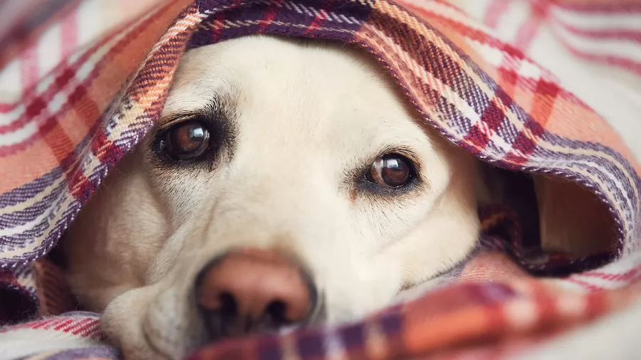 5 Sinais de que seu cachorro está sofrendo com o frio e como protegê-lo