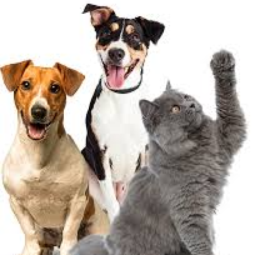 *Tendências em Pets: Seu Guia do Mundo Animal**