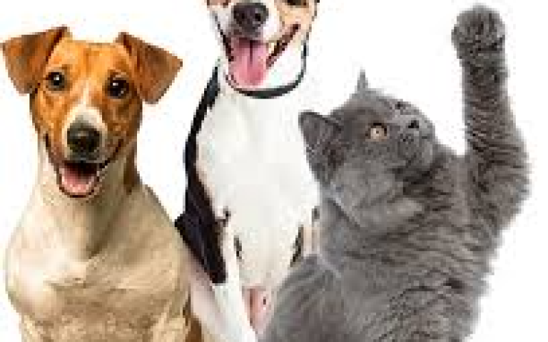 *Tendências em Pets: Seu Guia do Mundo Animal**