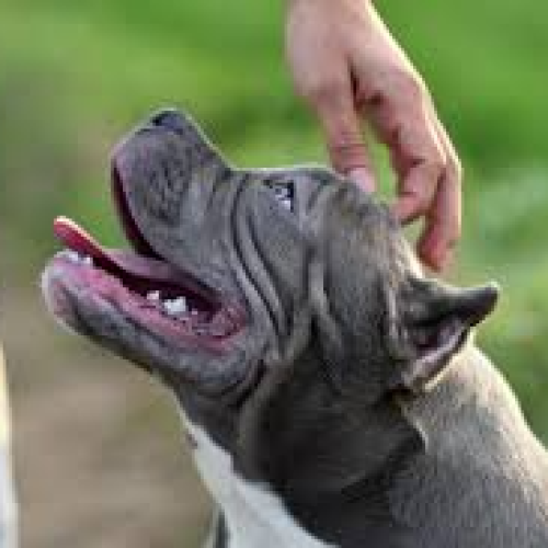 Adestramento de Cães: Dicas, Técnicas