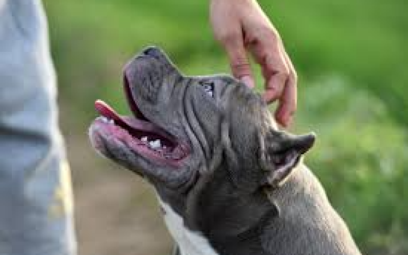 Adestramento de Cães: Dicas, Técnicas