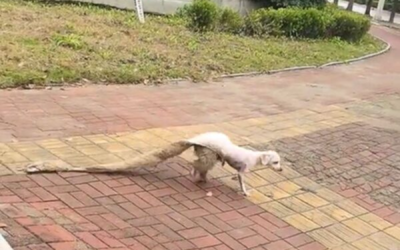 “noiva foragida”