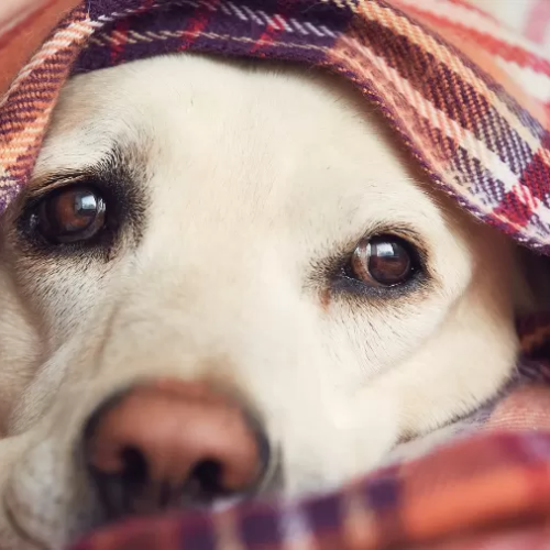 5 Sinais de que seu cachorro está sofrendo com o frio e como protegê-lo
