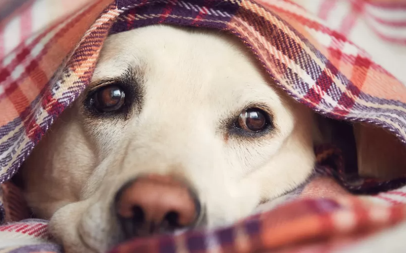 5 Sinais de que seu cachorro está sofrendo com o frio e como protegê-lo