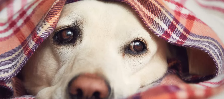 5 Sinais de que seu cachorro está sofrendo com o frio e como protegê-lo