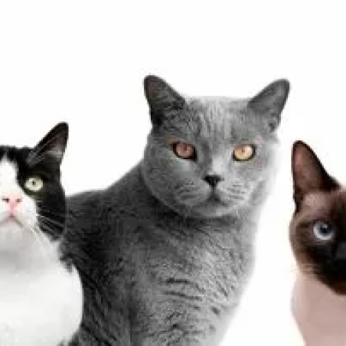 As melhores raças de gatos para ter como pets