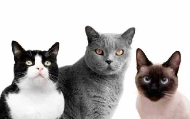 As melhores raças de gatos para ter como pets