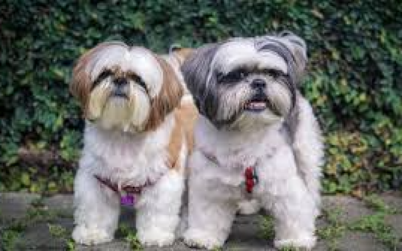 As doenças mais comuns do sistema respiratório em cachorros