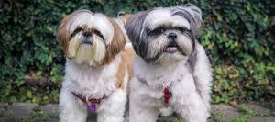 As doenças mais comuns do sistema respiratório em cachorros