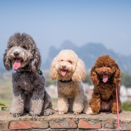 As principais doenças de pele em cachorros e como prevenir