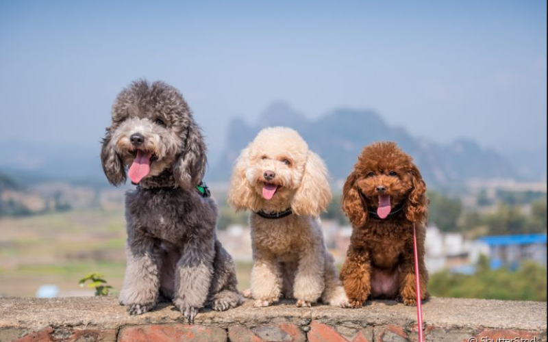 As principais doenças de pele em cachorros e como prevenir